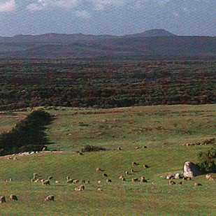 Lady Jillian: Carrying Cattle to Tasmania – Part 3